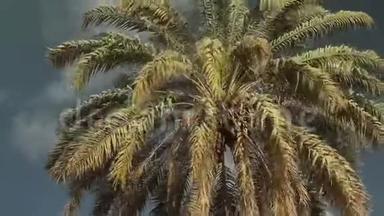 毛茸茸的，在一棵棕榈树的顶部展开，紧贴着蓝天，特写树叶。